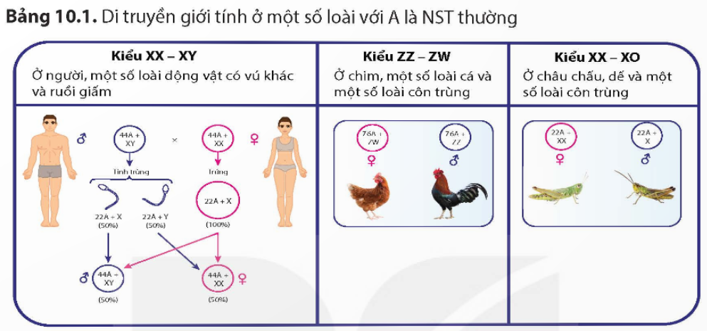 BÀI 10. DI TRUYỀN GIỚI TÍNH VÀ DI TRUYỀN LIÊN KẾT VỚI GIỚI TÍNH