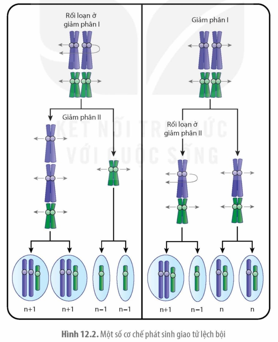 BÀI 12. ĐỘT BIẾN NHIỄM SẮC THỂ