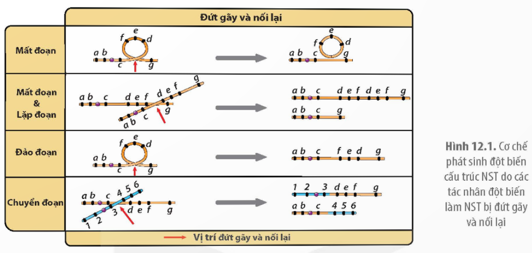 BÀI 12. ĐỘT BIẾN NHIỄM SẮC THỂ