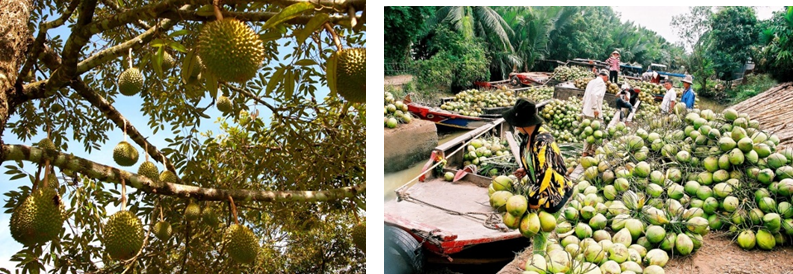 BÀI 13. TỔ CHỨC LÃNH THỔ NÔNG NGHIỆP