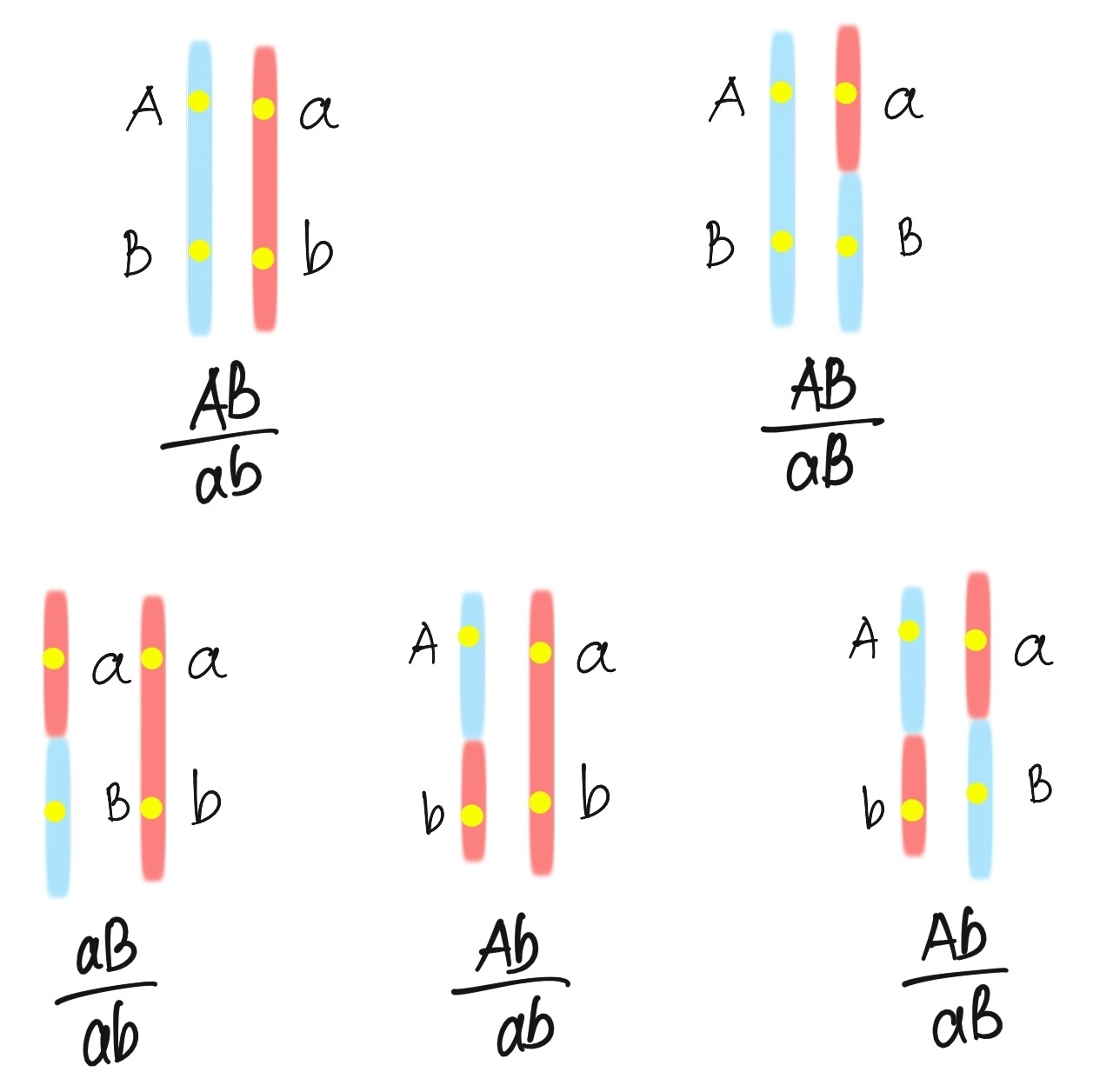 BÀI 11. LIÊN KẾT GENE VÀ HOÁN VỊ GENE