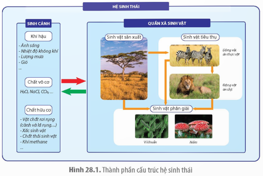 BÀI 28. HỆ SINH THÁI