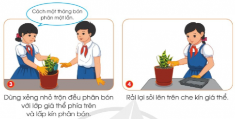 BÀI 7. TRỒNG VÀ CHĂM SÓC CÂY CẢNH TRONG CHẬU