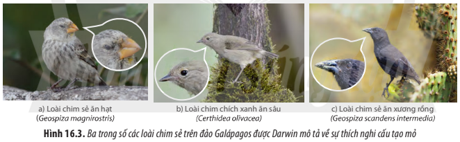 BÀI 16. QUAN NIỆM CỦA DARWIN VỀ CHỌN LỌC TỰ NHIÊN VÀ HÌNH THÀNH LOÀI