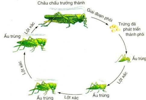 BÀI 18 SINH TRƯỞNG VÀ PHÁT TRIỂN Ở ĐỘNG VẬT