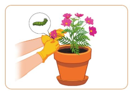 BÀI 6. TRỒNG CÂY VÀ CHĂM SÓC HOA TRONG CHẬU