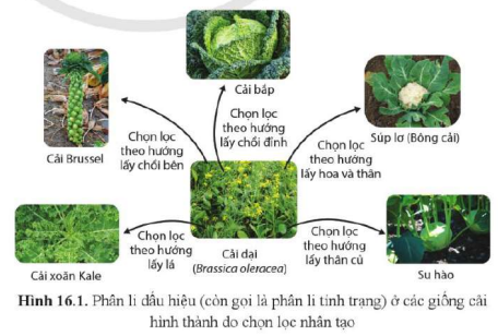 BÀI 16. QUAN NIỆM CỦA DARWIN VỀ CHỌN LỌC TỰ NHIÊN VÀ HÌNH THÀNH LOÀI