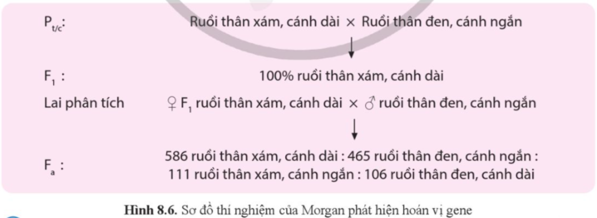 BÀI 8. DI TRUYỀN LIÊN KẾT GIỚI TÍNH, LIÊN KẾT GENE VÀ HOÁN VỊ GENE