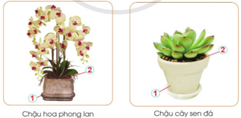 BÀI 4. CHẬU VÀ GIÁ THỂ TRỒNG HOA, CÂY CẢNH