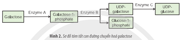 ÔN TẬP CHƯƠNG 1