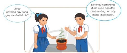 BÀI 6. TRỒNG CÂY VÀ CHĂM SÓC HOA TRONG CHẬU