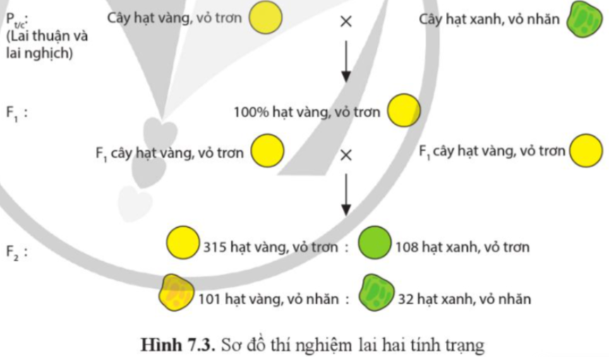 BÀI 7. DI TRUYỀN HỌC MENDEL VÀ MỞ RỘNG HỌC THUYẾT MENDEL