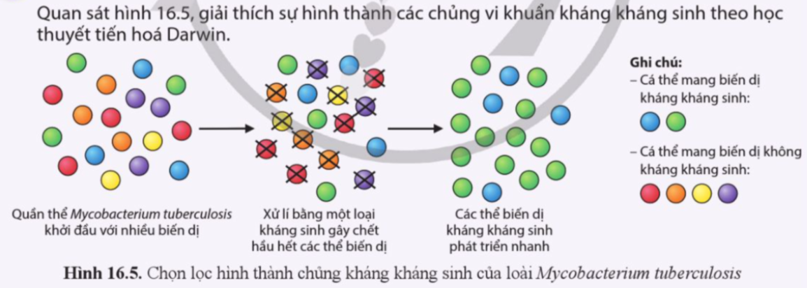 BÀI 16. QUAN NIỆM CỦA DARWIN VỀ CHỌN LỌC TỰ NHIÊN VÀ HÌNH THÀNH LOÀI