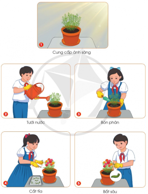 BÀI 6. TRỒNG CÂY VÀ CHĂM SÓC HOA TRONG CHẬU