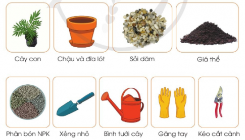BÀI 6. TRỒNG CÂY VÀ CHĂM SÓC HOA TRONG CHẬU