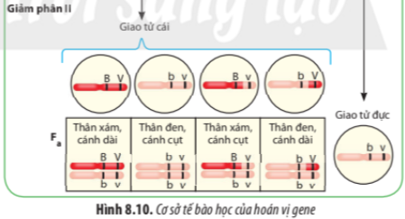 BÀI 8. CÁC QUY LUẬT DI TRUYỀN CỦA MORGAN VÀ DI TRUYỀN GIỚI TÍNH