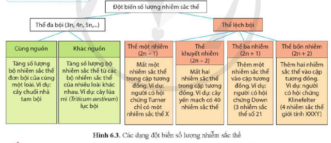 BÀI 6. ĐỘT BIẾN NHIỄM SẮC THỂ