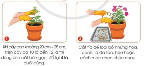 BÀI 6. TRỒNG CÂY VÀ CHĂM SÓC HOA TRONG CHẬU