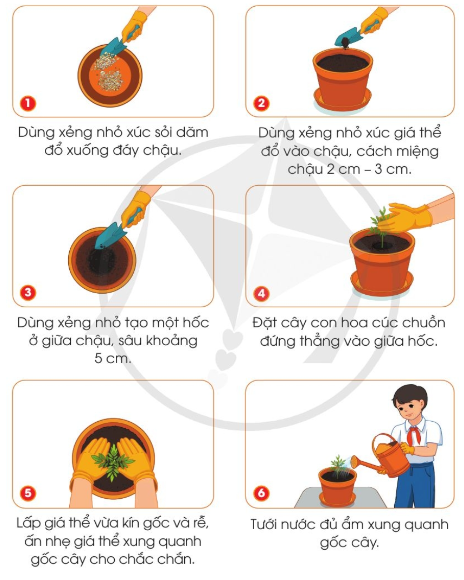 BÀI 6. TRỒNG CÂY VÀ CHĂM SÓC HOA TRONG CHẬU