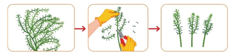 BÀI 6. TRỒNG CÂY VÀ CHĂM SÓC HOA TRONG CHẬU
