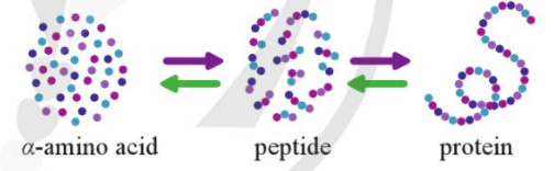 BÀI 7: PEPTIDE, PROTEIN VÀ ENZYME