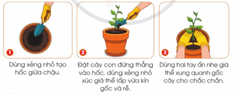 BÀI 5. GIEO HẠT VÀ TRỒNG CÂY CON TRONG CHẬU