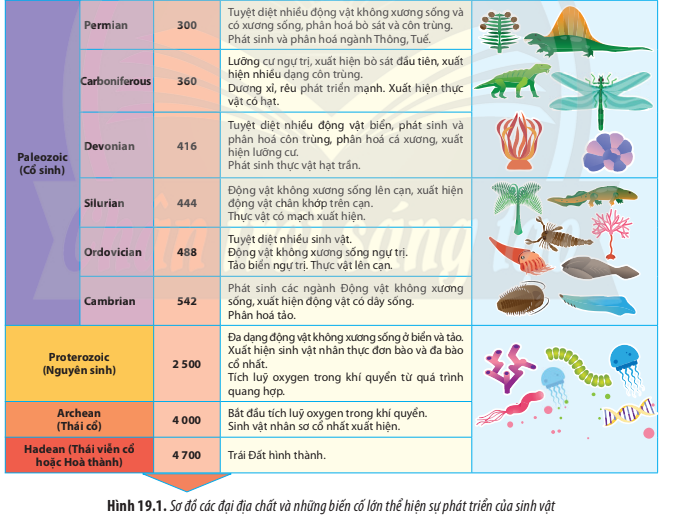 BÀI 19. SỰ PHÁT TRIỂN SỰ SỐNG