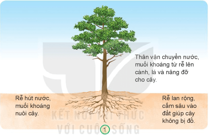 BÀI 14. CHỨC NĂNG MỘT SỐ BỘ PHẬN CỦA THỰC VẬT 