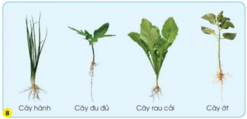 BÀI 15. LÁ, THÂN, RỄ CỦA THỰC VẬT