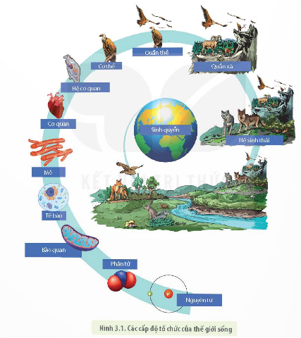 BÀI 3 - CÁC CẤP ĐỘ TỔ CHỨC CỦA THẾ GIỚI SỐNG