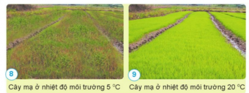 BÀI 13. NHU CẦU SỐNG CỦA THỰC VẬT VÀ CHĂM SÓC CÂY TRỒNGMỞ ĐẦUCâu 1: Em hãy đưa ra lời khuyên giúp bạn Nam chăm sóc cây. 