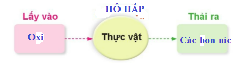 BÀI 13. NHU CẦU SỐNG CỦA THỰC VẬT VÀ CHĂM SÓC CÂY TRỒNGMỞ ĐẦUCâu 1: Em hãy đưa ra lời khuyên giúp bạn Nam chăm sóc cây. 