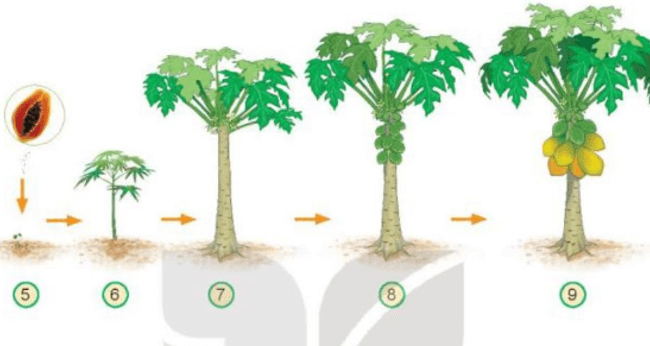 BÀI 14. CHỨC NĂNG MỘT SỐ BỘ PHẬN CỦA THỰC VẬT 