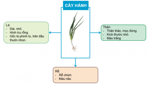 BÀI 15. LÁ, THÂN, RỄ CỦA THỰC VẬT