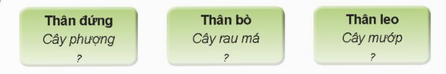 BÀI 13. MỘT SỐ BỘ PHẬN CỦA THỰC VẬT