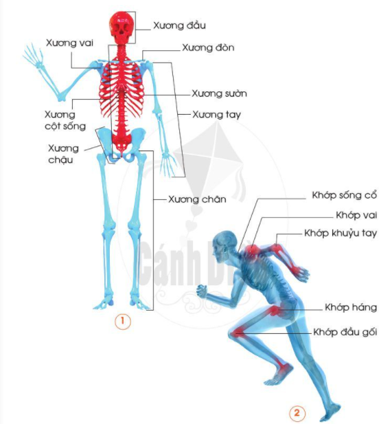 2. Chức năng của cơ quan vận động