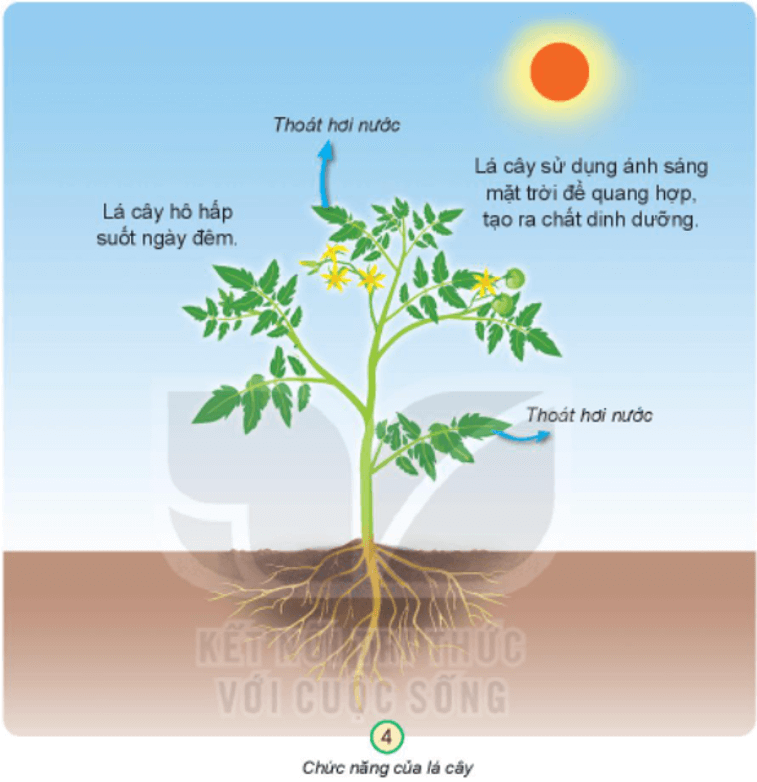 BÀI 14. CHỨC NĂNG MỘT SỐ BỘ PHẬN CỦA THỰC VẬT 