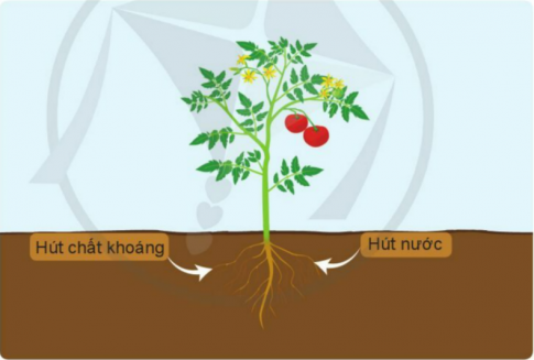 BÀI 12. CÁC BỘ PHẬN CỦA THỰC VẬT VÀ CHỨC NĂNG CỦA CHÚNG