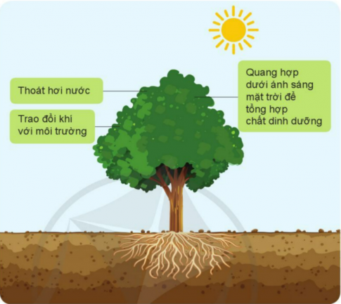 BÀI 12. CÁC BỘ PHẬN CỦA THỰC VẬT VÀ CHỨC NĂNG CỦA CHÚNG