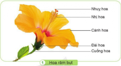 BÀI 12. CÁC BỘ PHẬN CỦA THỰC VẬT VÀ CHỨC NĂNG CỦA CHÚNG