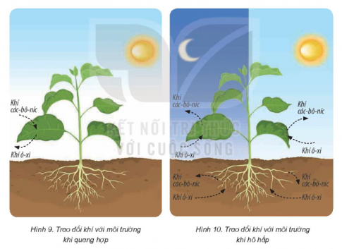 BÀI 15: THỰC VẬT CẦN GÌ ĐỂ SỐNG