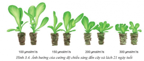 BÀI 3: MỐI QUAN HỆ GIỮA CÂY TRỒNG VÀ CÁC YẾU TỐ CHÍNH TRONG TRỒNG TRỌT