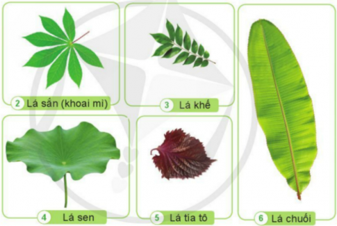 BÀI 12. CÁC BỘ PHẬN CỦA THỰC VẬT VÀ CHỨC NĂNG CỦA CHÚNG