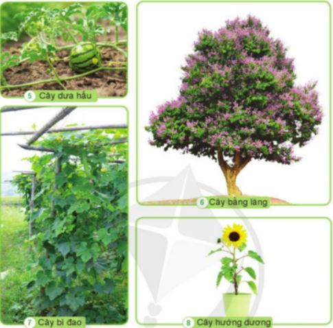 BÀI 12. CÁC BỘ PHẬN CỦA THỰC VẬT VÀ CHỨC NĂNG CỦA CHÚNG