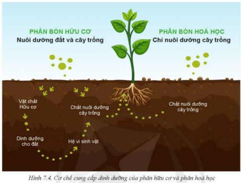 BÀI 7: MỘT SỐ LOẠI PHÂN BÓN THƯỜNG DÙNG TRONG TRỒNG TRỌT