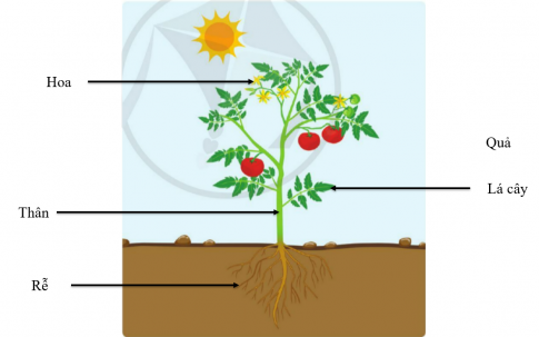 BÀI ÔN TẬP CHỦ ĐỀ THỰC VẬT VÀ ĐỘNG VẬT