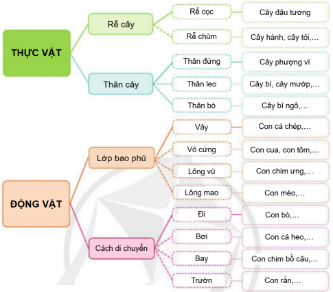 BÀI ÔN TẬP CHỦ ĐỀ THỰC VẬT VÀ ĐỘNG VẬT