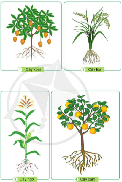 BÀI 12. CÁC BỘ PHẬN CỦA THỰC VẬT VÀ CHỨC NĂNG CỦA CHÚNG