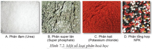 BÀI 7: MỘT SỐ LOẠI PHÂN BÓN THƯỜNG DÙNG TRONG TRỒNG TRỌT