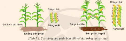 BÀI 7: MỘT SỐ LOẠI PHÂN BÓN THƯỜNG DÙNG TRONG TRỒNG TRỌT